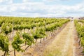 Central Victorian Vineyard in Spring Royalty Free Stock Photo