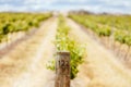 Central Victorian Vineyard in Spring Royalty Free Stock Photo