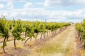 Central Victorian Vineyard in Spring Royalty Free Stock Photo
