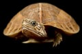 Central Vietnamese flowerback box turtle Cuora bourreti Royalty Free Stock Photo