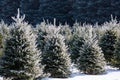 Central Wisconsin Christmas trees ready for harvest Royalty Free Stock Photo