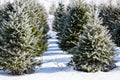 Central Wisconsin Christmas trees ready for harvest Royalty Free Stock Photo