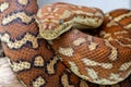 Centralian Carpet Python Royalty Free Stock Photo