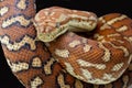 Centralian Carpet Python Royalty Free Stock Photo