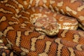 Centralian Carpet Python Royalty Free Stock Photo