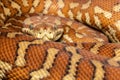 Centralian Carpet Python Royalty Free Stock Photo