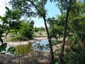 A centralized rhino and several trees around and a pond