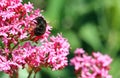 Centranthus flower with bee.