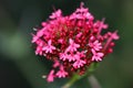 Centranthus ruber `Coccineus` or Red Valerian deep pink- red flowers is a perennial