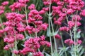 Centranthus ruber Coccineus- Red Valerian flowers