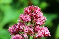 Centranthus ruber with green bokeh background