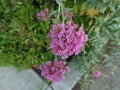 Centranthus ruber, red valerian, Jupiter's beard