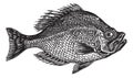 Centrarchus aeneus or rock bass fish vintage engraving