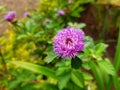 Beautiful flower Centratherum punctatum in garden Royalty Free Stock Photo