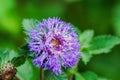 Centratherum punctatum, commonly known as Brazilian Button Flower, Lark Daisy, or Creeping Daisy, Royalty Free Stock Photo