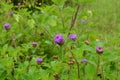 Centratherum punctatum in the garden Royalty Free Stock Photo