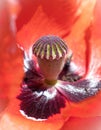 In the Centre of a Common Poppy (Papaver rhoeas) Royalty Free Stock Photo