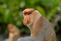 Labuk Bay Proboscis Monkey Sanctuary Royalty Free Stock Photo