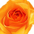 A closeup of the heart of single orange rose on a white background. Royalty Free Stock Photo