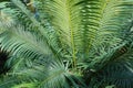 The Centre Of A Tropical Fern