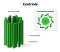 Centriole Royalty Free Stock Photo