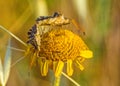 Centrocoris spiniger Bug on yellow flower, macro photo of daisy family plant Royalty Free Stock Photo