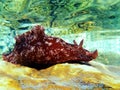 Underwater shot on large sea hare in Mediterranean sea Aplysia punctata Royalty Free Stock Photo