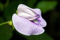 Centrosema pubescens - common name centro or butterfly pea Royalty Free Stock Photo