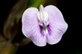 Centrosema pubescens - common name centro or butterfly pea Royalty Free Stock Photo