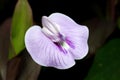 Centrosema pubescens - common name centro or butterfly pea Royalty Free Stock Photo