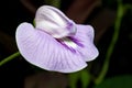 Centrosema pubescens - common name centro or butterfly pea Royalty Free Stock Photo