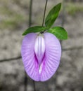 Centrosema virginianum or Possumhaw, Spurred Butterfly Pea, blue bell Royalty Free Stock Photo