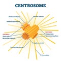 Centrosome organelle medical vector illustration diagram Royalty Free Stock Photo