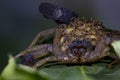 Centruroides limbatus bark scorpion