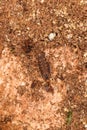 Centruroides sp scorpion from rainforest jungle camo camoflage