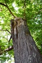 Centuries-old chestnut forest. Detail of the bark of the chestnut tree trunk Royalty Free Stock Photo