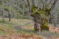 Centuries old chestnut tree on Ambroz valley. Amazing nature