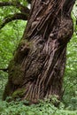 Centuries-Old Chestnut Tree in Forest and its microcosm Royalty Free Stock Photo
