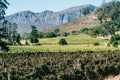 Centuries old vineyards at Franschhoek, Western Cape, South Africa