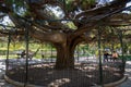 Century-old cedar tree, Lisbon Royalty Free Stock Photo