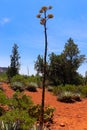 Century plant in the desert of Sedona, Arizona, USA Royalty Free Stock Photo