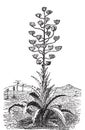 Century plant or Agave Americana old vintage engraving