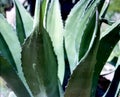 Century Plant Closeup
