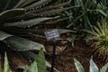 The century plant sign and actually that plant in botanic garden