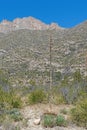 Century Plant Stalk in a Desert Mountain Landscape Royalty Free Stock Photo