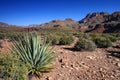 Century Plant on the Tonto Trail in the Grand Canyon.