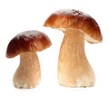 Cep