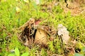 Cep on the background of moss in the forest (Boletus edulis)