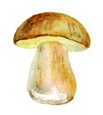 The cep bolete, isolated on white background, watercolor