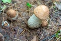 Cep, boletus iin yellow leaves, autumn season. little fresh mushroom on moss, growing in Autumn Forest. Mushroom picking concept. Royalty Free Stock Photo